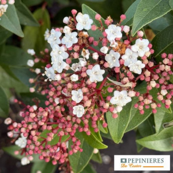VIBURNUM TINUS SPIRIT