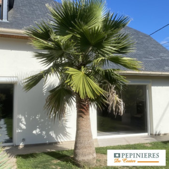 WASHINGTONIA ROBUSTA