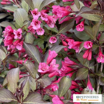 WEIGELA FLORIDA ALEXANDRA