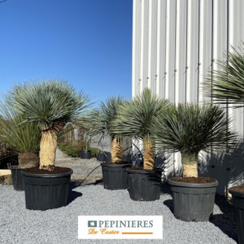YUCCA ROSTRATA